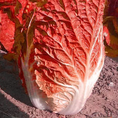 1000 Napa Orange Cabbage Vegetable Seeds