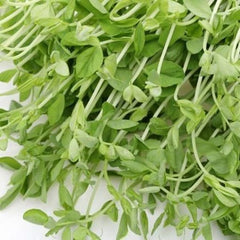 300 Pea Maple Sprouts Microgreen Seeds