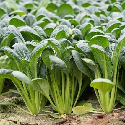 1000 Komatsuna Japanese Spinach Seeds