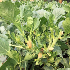 1000  Liu Bei Chinese Kale Kai Lan Kailaan Seeds Brassica Oleracea