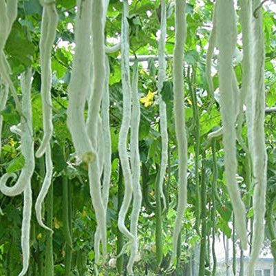 Green beans hanging to dry in a greenhouse