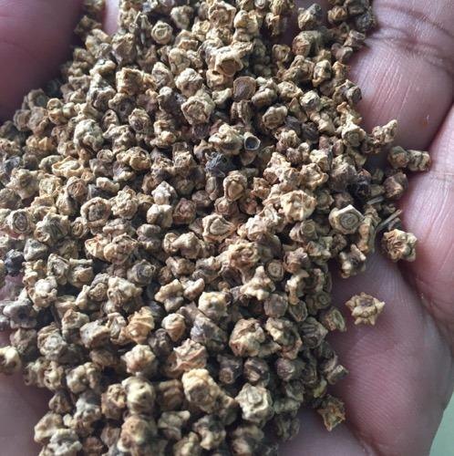 Hand holding a pile of small, dried plant material.