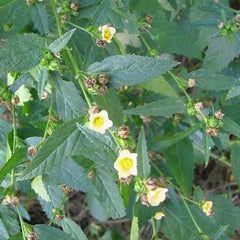 50 Broom Weed Common Wireweed Sida Acuta Burm.f. Seeds