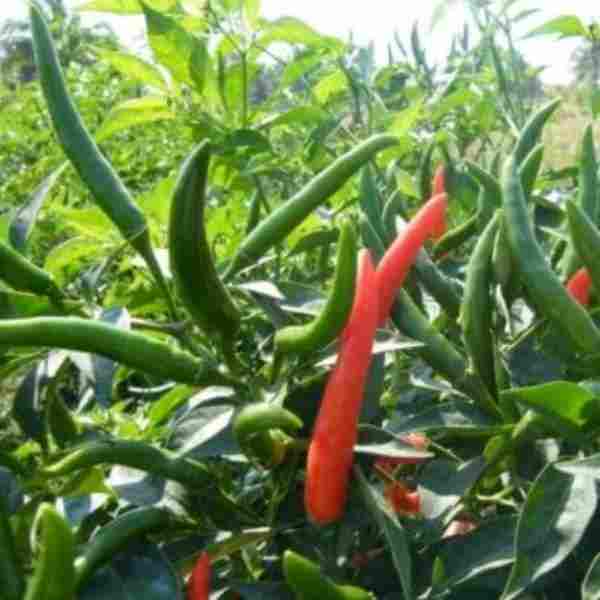 100 Capsicum Annuum var. Acuminatum Thai Chili Pepper Seeds
