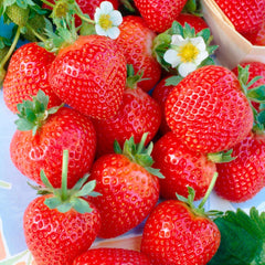 100 Albion Strawberry Fruit Organic Sweet Seeds