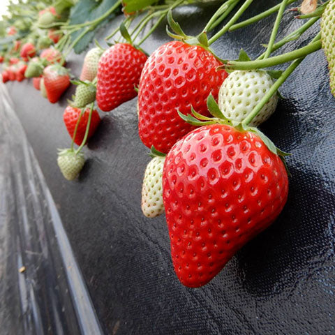 100 Tochiaika Japanese Strawberry Fruit Seeds