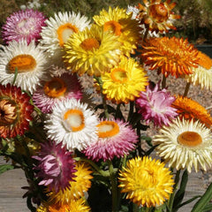 200 Mixed Strawflower Seeds Paper Flower Seeds
