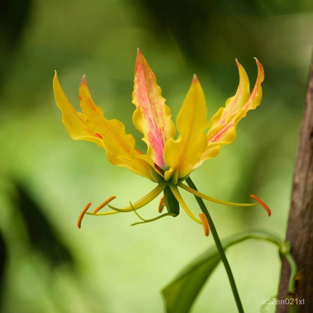 10 Yellow Flame Lily Gloriosa superba L Seeds
