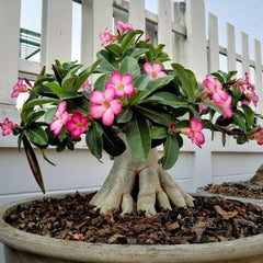 15 Thai Adenium Obesum Yak Saudi 3 Desert Rose Bonsai Seeds