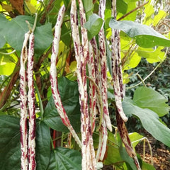 100 Thai Tiger Striped Yard Long Bean Seeds