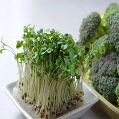 300 Broccoli Sprouts Microgreen Seeds