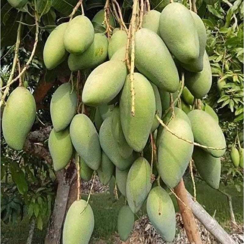 8 Thai Sala Ya Mango Tropical Fruit Mangifera Indica L. Seeds