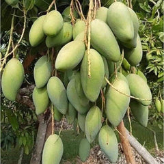 8 Thai Sala Ya Mango Tropical Fruit Mangifera Indica L. Seeds