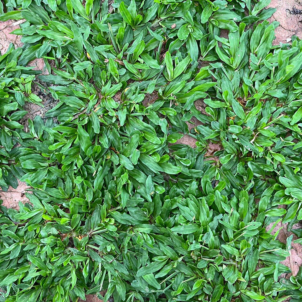 5000 Broadleaf Carpet Grass Seeds