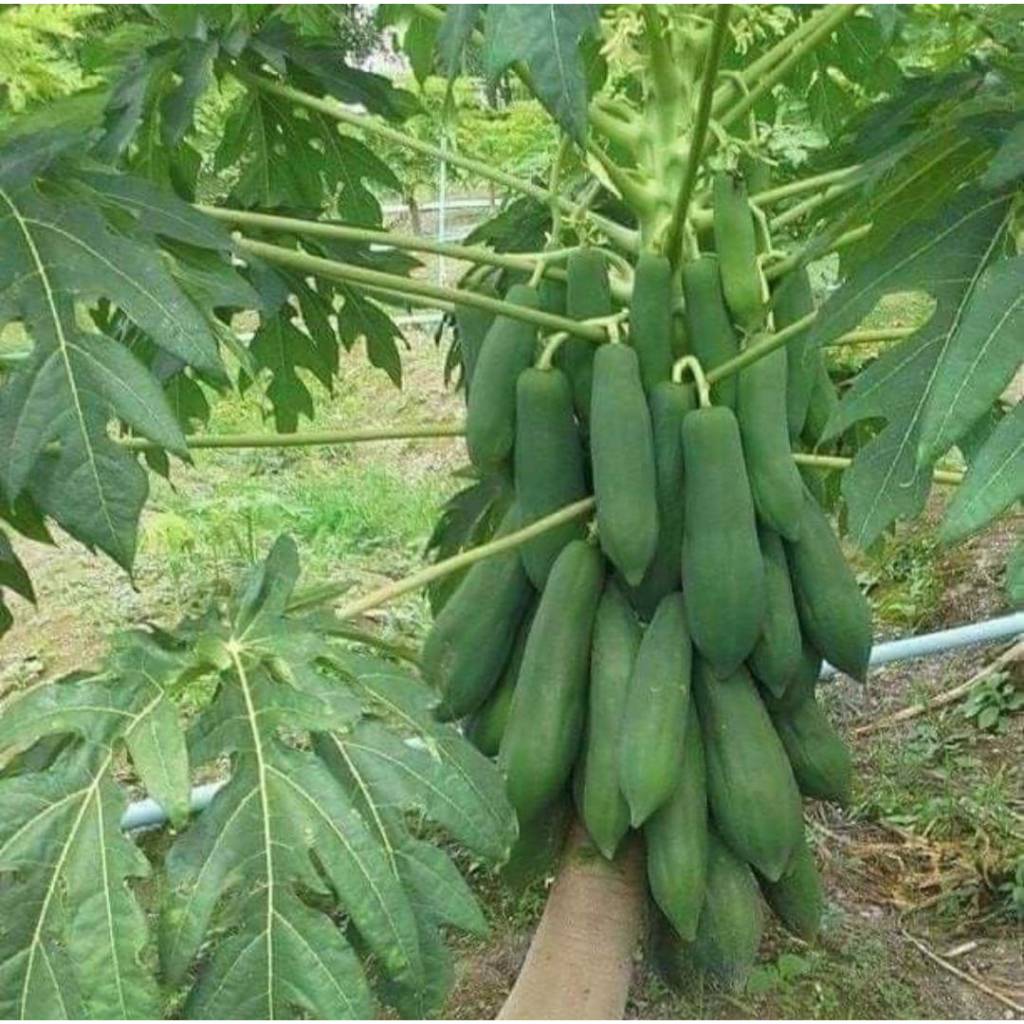 50 Thai Khaek Nuan Papaya Fruit Seeds