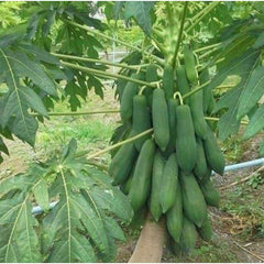 50 Thai Khaek Nuan Papaya Fruit Seeds