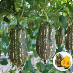 35 Butternut Dumbbell Squash Pumpkin Vegetable Seeds
