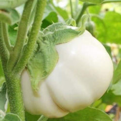 200 Thai White Ribbed Eggplant Seeds