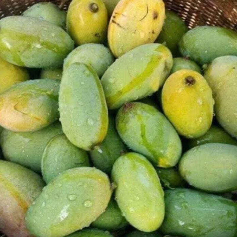 8 Thai Kalon Mango Tropical Fruit Mangifera Indica L. Seeds