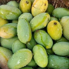 8 Thai Kalon Mango Tropical Fruit Mangifera Indica L. Seeds