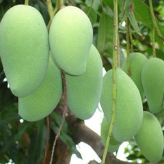8 Thai Phimsen Man Mango Tropical Fruit Mangifera Indica L. Seeds