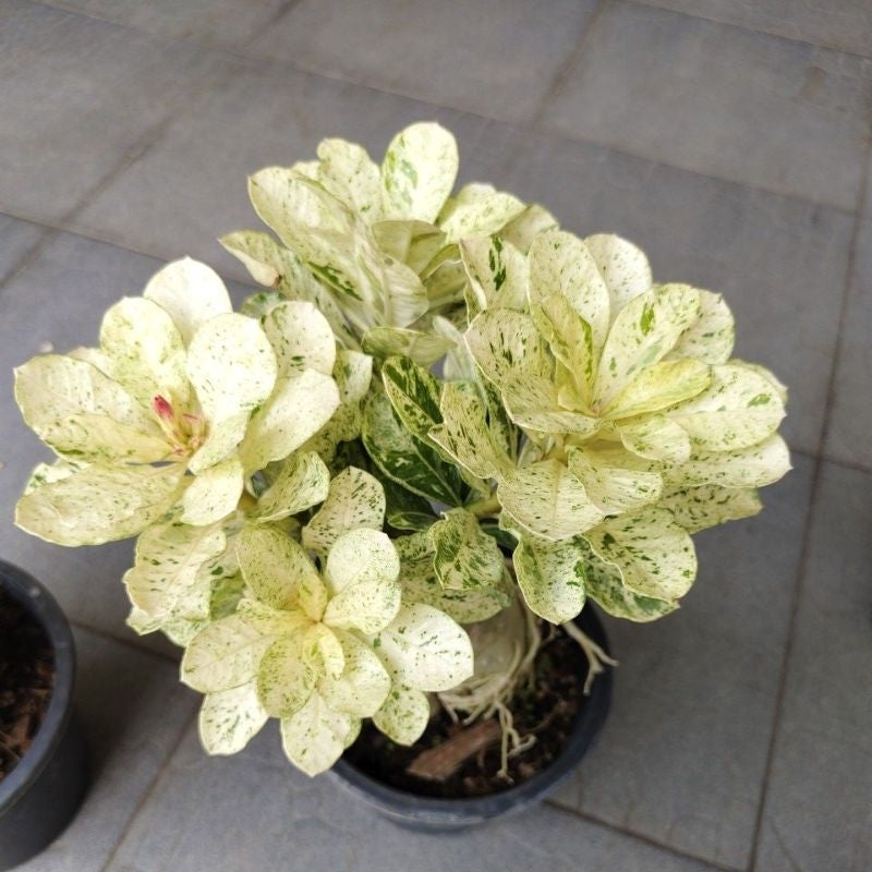 15 Thai Variegated Adenium Obesum White varieties Desert Rose Seeds