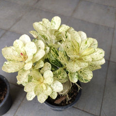 15 Thai Variegated Adenium Obesum White varieties Desert Rose Seeds