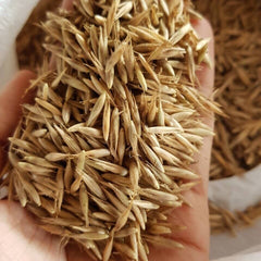 50 Cephalostachyum pergracile Bamboo Seeds