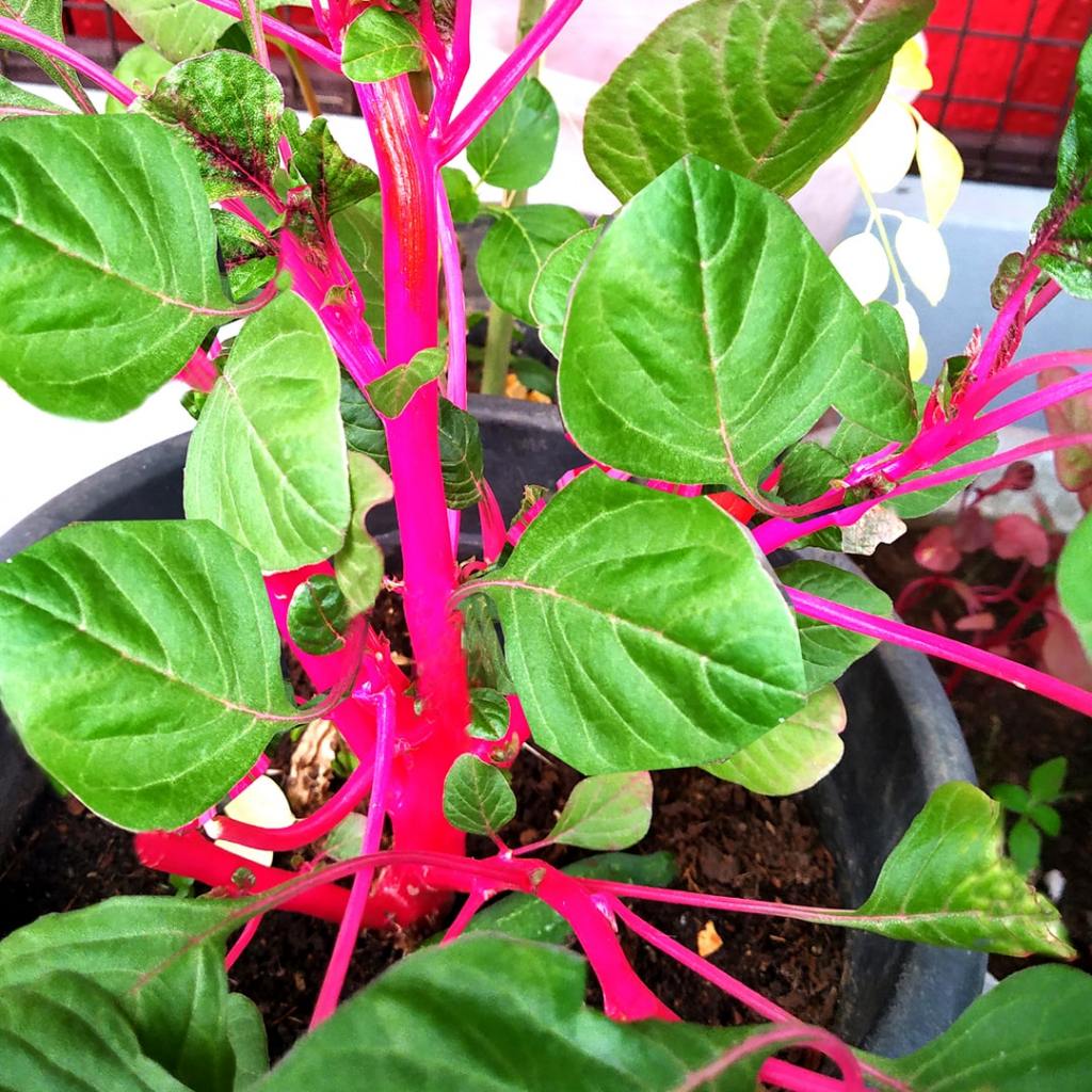 3000 Pink Amaranth Vegetable Seeds