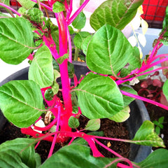 3000 Pink Amaranth Vegetable Seeds