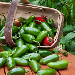 100 Jalapeno Chili Pepper Seeds
