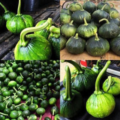35 Baby Minnie Thai Pumpkin Vegetable Seeds