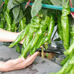 100 Chinese Longhorn Screw Chili Pepper Seeds