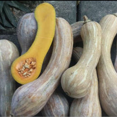 35 Ngueak Song Jai Squash Pumpkin Vegetable Seeds