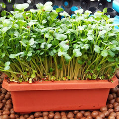 300 Kaiware Sprouts Microgreen Daikon Radish Seeds