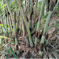 50 Gigantochloa Albociliata Bamboo Seeds