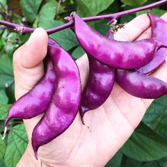 30 Purple Lablab Bean Hyacinth Bean Bonavist Bean Seeds