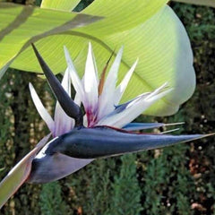 10 White Bird of Paradise Flower Seeds. Strelitzia reginae crane flower