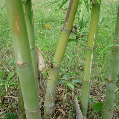 50 Bambusa Bambos Bamboo Seeds
