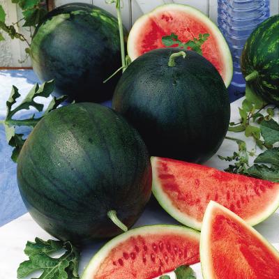 50 Sugar Baby Watermelon Seeds