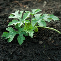 50 Densuke Japanese Watermelon Seeds