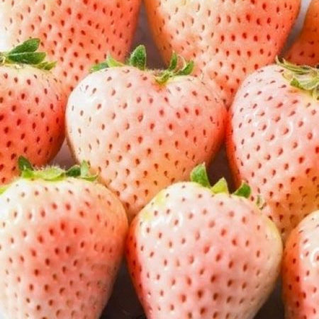 100 China White Fendai Strawberry Fruit Seeds