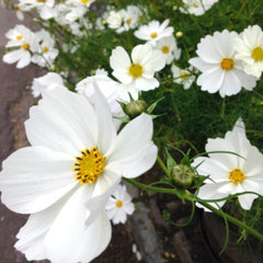 100 White Starburst White Cosmos Flower Seeds (Flower Plants)