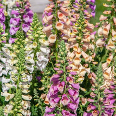 200 Mixed Foxglove Digitalis Flower Seeds