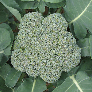 Close-up of a broccoli head surrounded by green leaves