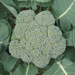 Close-up of a broccoli head surrounded by green leaves