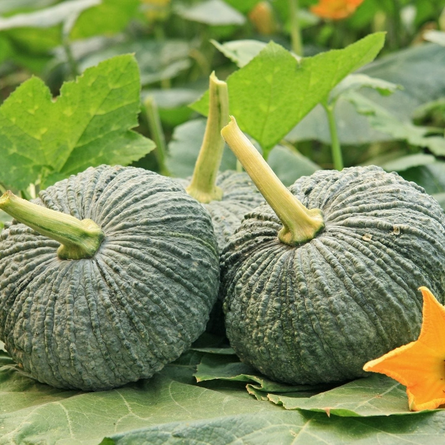 Two green pumpkins with a flower on a leafy background