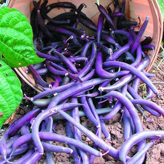 30 Thai Royal Burgundy Bush Bean Seeds