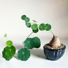 20 Stephania Erecta Craib Seeds