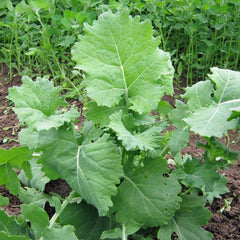 300 Siberian Kale Brassica Napus Vegetable Seeds